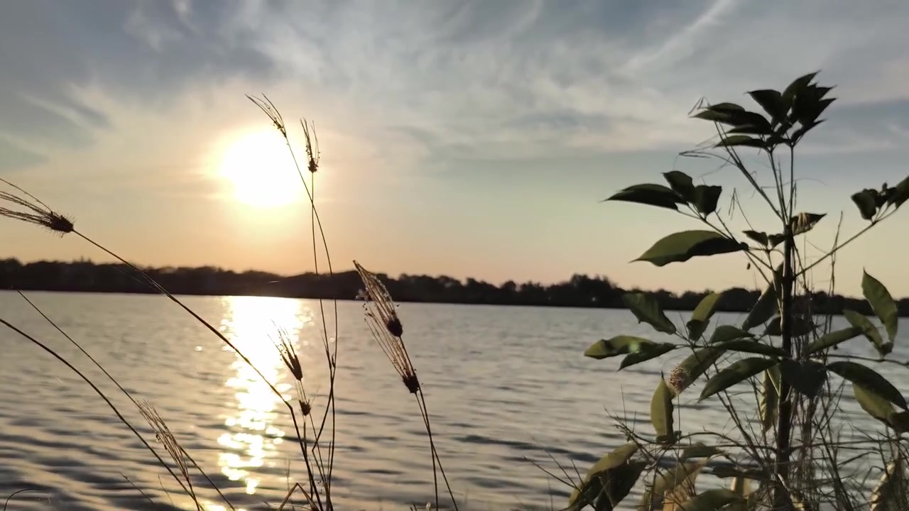 Tramonto dorato su un lago calmo con erba in silhouette