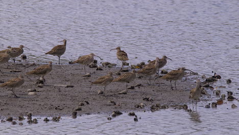 un grupo de zarapitos parados al borde del río - plano general