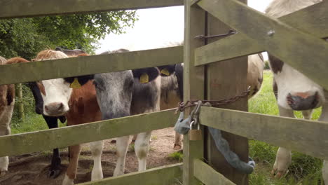 slow motion dolly shot of a dairy cow peering through wooden fence, moving out to reveal the herd