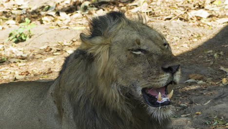 majestic male lion yawning in the sun