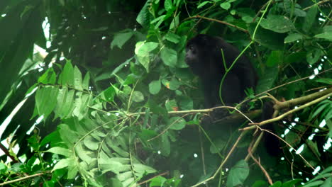 general shot of monkey eating tree leaves