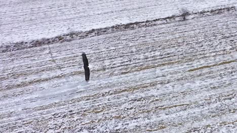 Weißkopfseeadler-überkopfflug-Winterzeitlupe