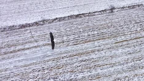 bald eagle overhead flight winter slow motion