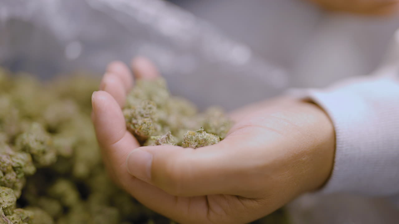 마리화나  ⁇ 을 들고 열린 손, 랙 초점으로 추적