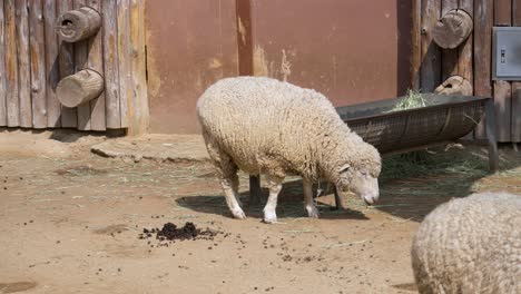 Farm-Animals-Feeding-In-A-Farm-In-Seoul,-South-Korea---medium-shot