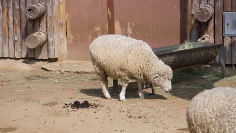 animales de granja alimentándose en una granja en seúl, corea del sur - plano medio