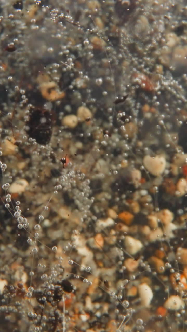 Thin filamentous shoots of underwater plant sway under influence of seawater wave. Oxygen bubbles hang on plant. Natural underwater micro-climate