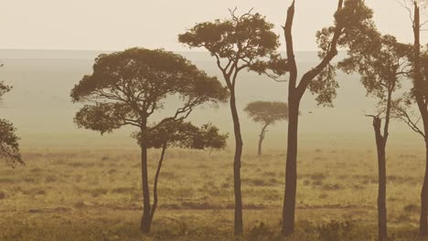 áfrica toma aérea del hermoso paisaje de sabana de maasai mara en kenia, sabana y árboles en naranja amanecer en la atmósfera niebla brumosa, paseo en globo de aire caliente vuelo vista sobre masai mara