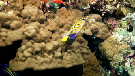 pez ángel real o pez ángel real nadando en arrecifes de coral entre otros peces en el mar tropical