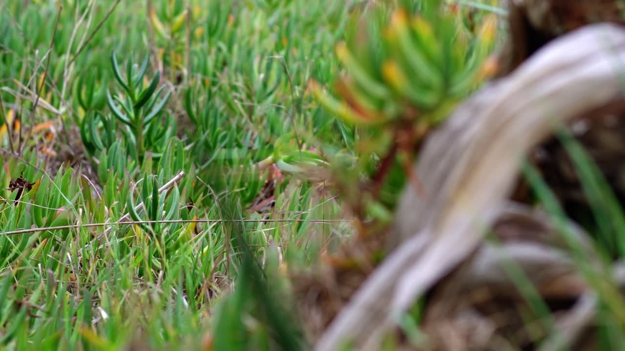 Pulling focus closer among plants and leaves.