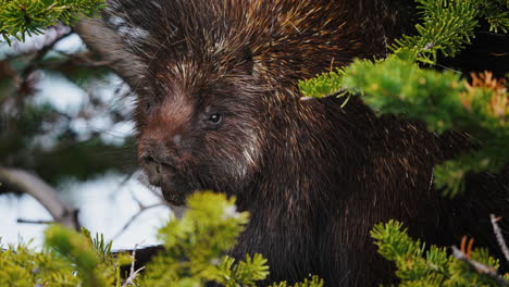 Porcupine-Rodents-With-Sharp-Spines-Called-Quills-In-Coniferous-Forest-Habitat-In-Yukon,-Canada