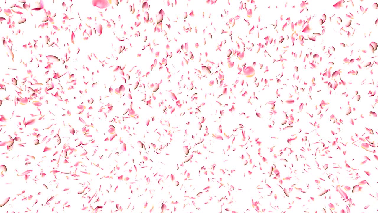 꽃잎이 날아다니고 있습니다.