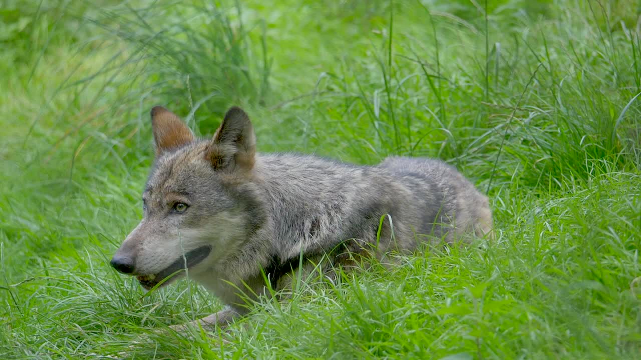 Close up of Canis Lupus Wolf sitting on watch in grass field,slow motion - Chasing and hunting in wilderness of Europe