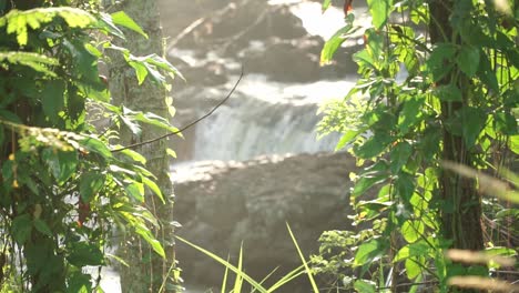peaceful scene of morning on the rainforest with small waterfall on the rocky river on the background.