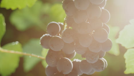 primer plano de las uvas en la vid