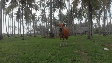 side panning shot of indonesian cow scared and running away, aerial