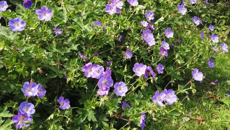 purple flowers of the geranium rozanne plant growing in an english country garden