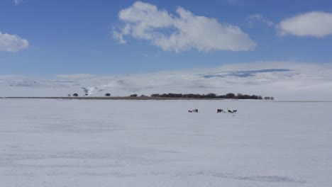 Barren-frozen-ice-landscape-with-horses-circled-by-drone