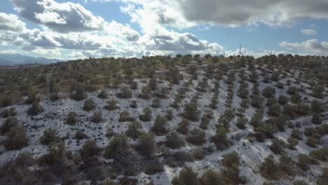 aerial ascending shot over a snowed olive field