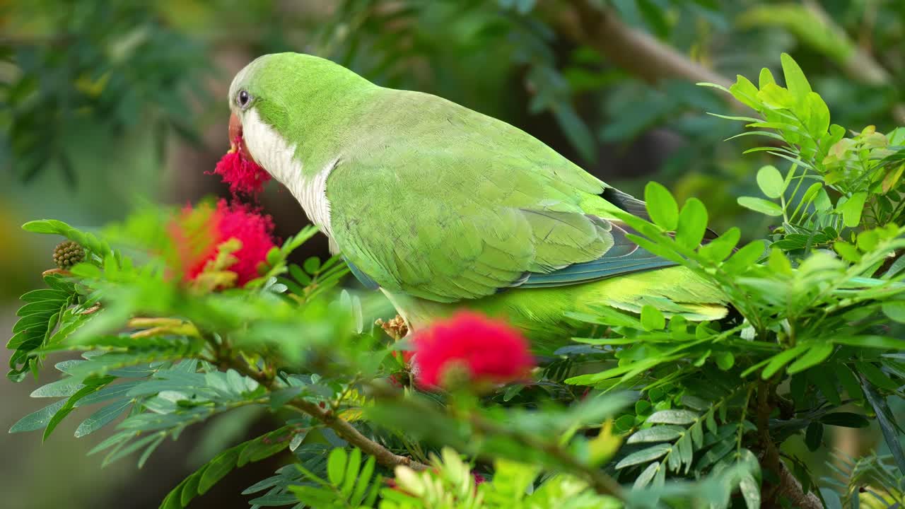 Primo piano di un parrocchetto monaco (Myiopsitta monachus) che si nutre di un fiore rosso di Calliandra