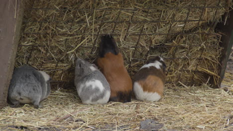 several guinea pigs eating hay in petting zoo