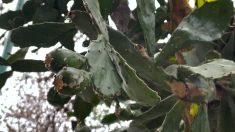 Flat-cactus-branch,-close-up,-day