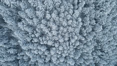 White-Snow-Frosted-Trees-in-Mountain-Forest-in-the-Winter,-Aerial