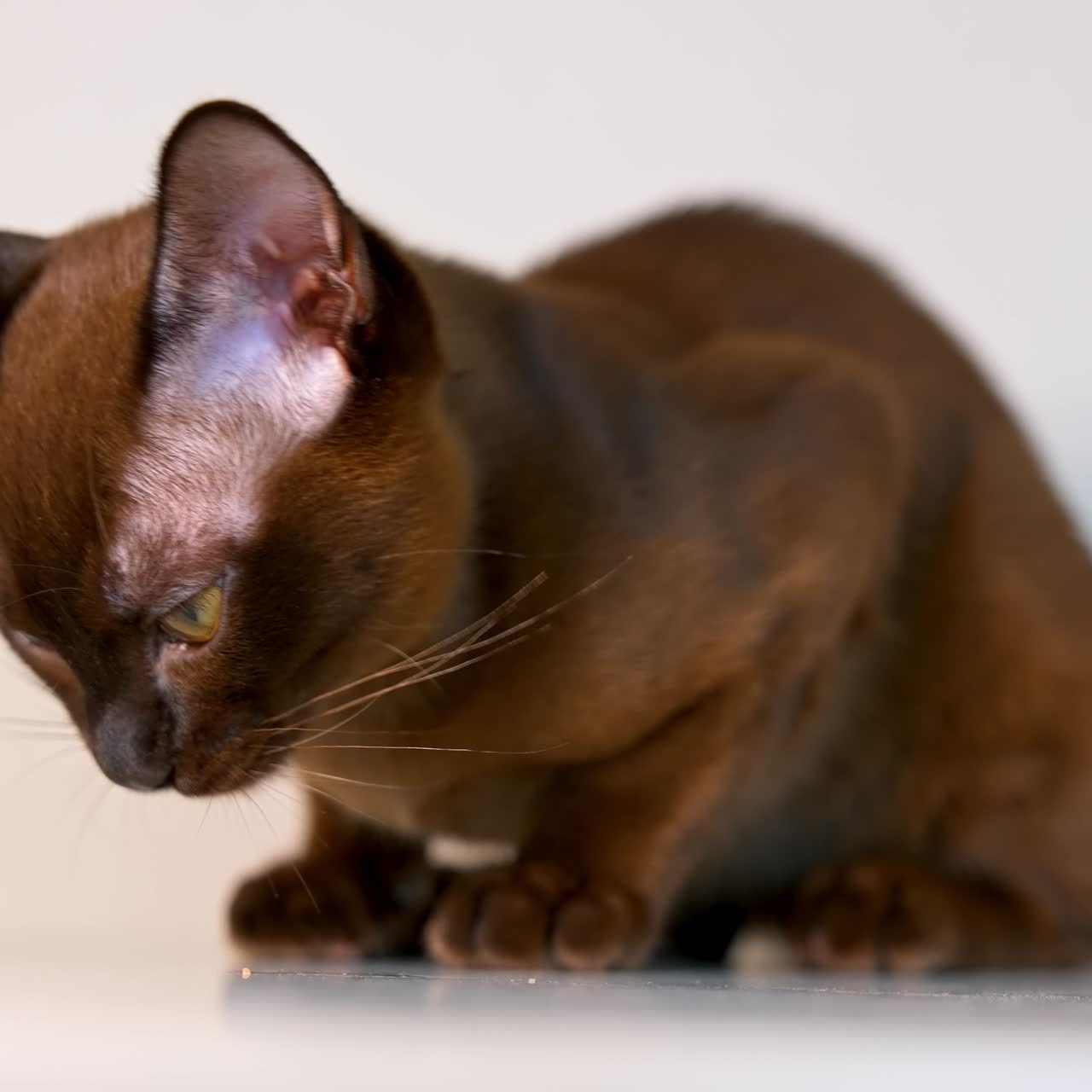 Gatto birmano marrone che mangia. Ritratto di gattino di razza che sta mangiando. Animale domestico isolato su bianco. Adorabile animale di razza in casa.