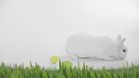 animación de un lindo conejo de pascua blanco y huevos de pascua decorados en verde y amarillo y hierba