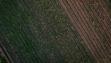 granja, agricultura y drone del paisaje en el campo