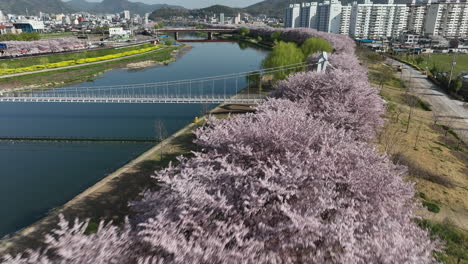 Antena:-Volando-Sobre-Los-Cerezos-En-Flor-En-Suncheon,-Corea-Del-Sur