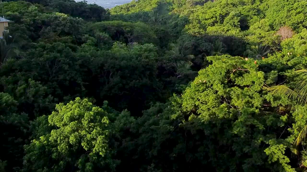 drone filmó la vegetación verde de la costa