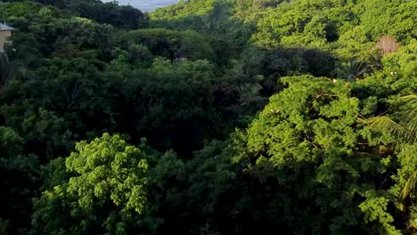 Drone-shot-green-coast-vegetation