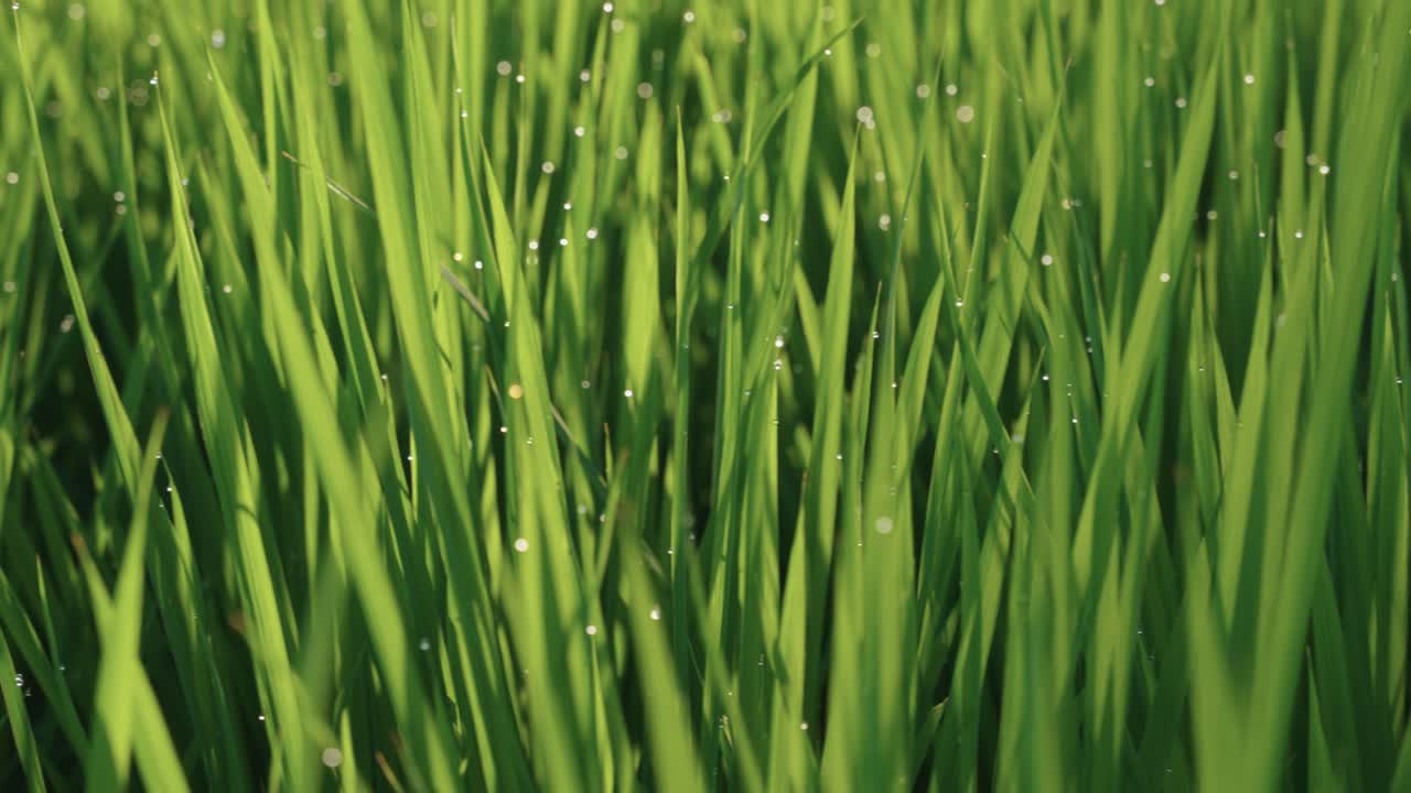 gotas de rocío en la mañana sobre tallos altos de arroz temprano en la mañana