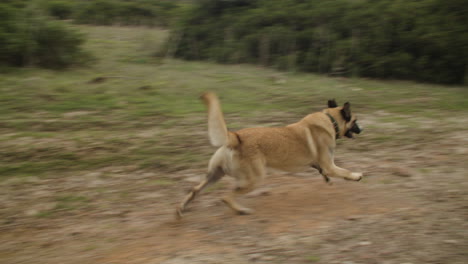 Tracking-shot-of-fast-mountain-biker-followed-by-shepard-dog,-slow-motion,-day