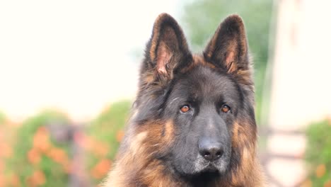 german shepherd portrait