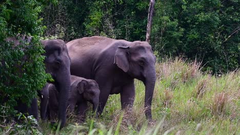 Los-Elefantes-Asiáticos-Son-Especies-En-Peligro-De-Extinción-Y-También-Son-Residentes-De-Tailandia