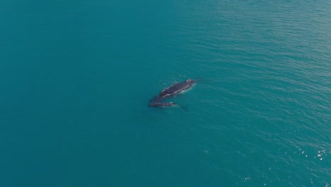 A-humpbak-whale-and-a-cub-playing