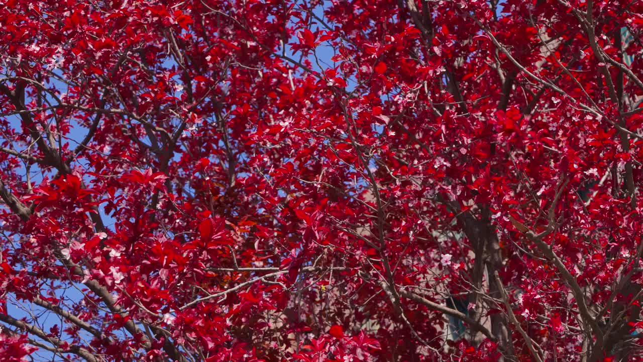 Close-up shot of a tree full of vibrant red leaves against a clear blue sky, evoking spring vibes in Milan Milano Italy