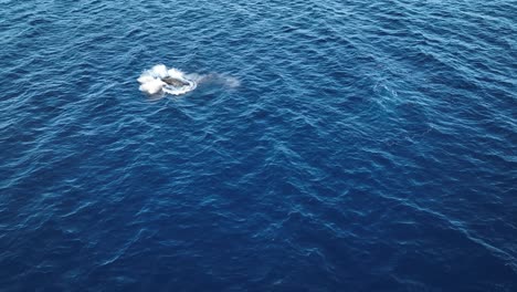 aerial: baby humpback whale breach