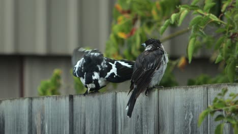 wet butcherbird and magpie-lark perched on wooden fence, daytime maffra, gippsland, victoria, australia