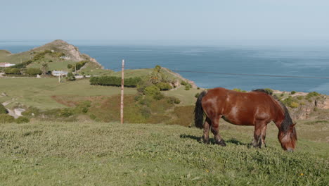 horse grazing in scenic coastal landscape