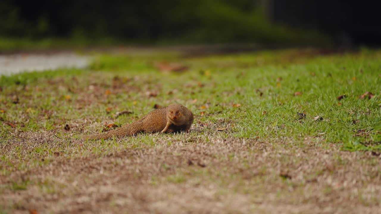 Wild Mongoose Cleaning Itself and Looking Around in Slow Motion