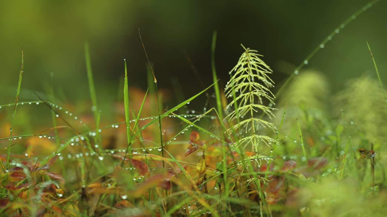 Slender stems on grass beaded with dewdrops in the brightly colored autumn undergrowth