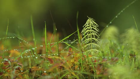 slender stems on grass beaded with dewdrops in the brightly colored autumn undergrowth