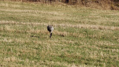 A-Scene-of-Common-Crane-Feeding-on-the-Grass-at-the-Farm-in-Indre-Fosen,-Trondelag-County,-Norway---Wide-Shot