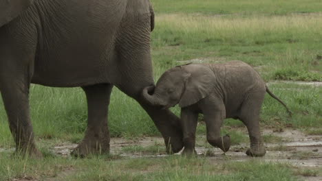 Afrikanische-Elefantenfamilie,-Die-In-Linie-über-Das-Grasland-Läuft,-Amboseli-N