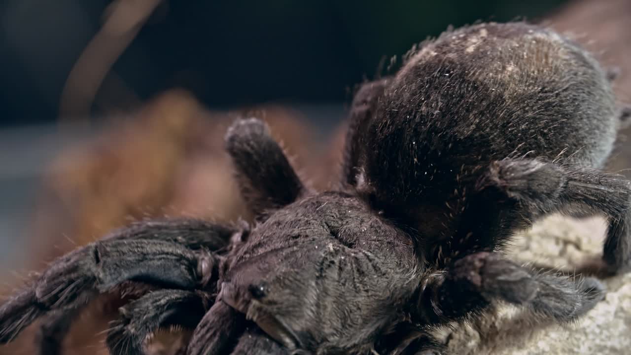 Tarantula Crawling on Rock