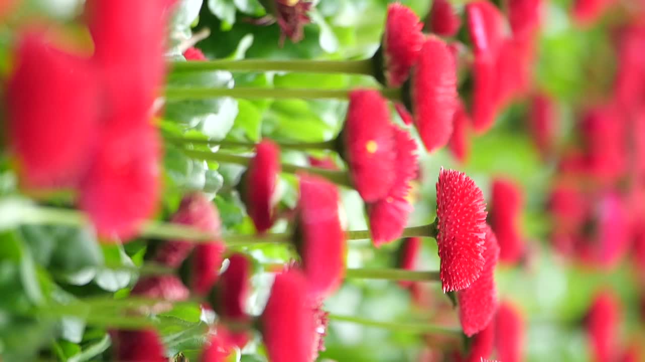 Close-up of Red Daisies