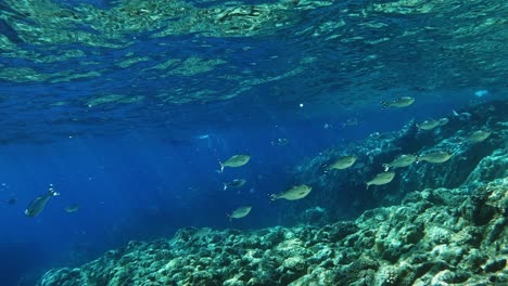 shoal of reef fishes and kuhlia mugil the barred flagtail swims over the tropical blue ocean with coral reefs on the bottom